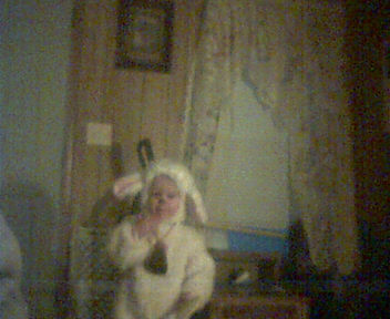 sheep