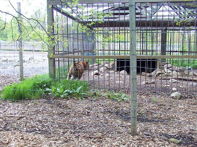 The tigers were frisky