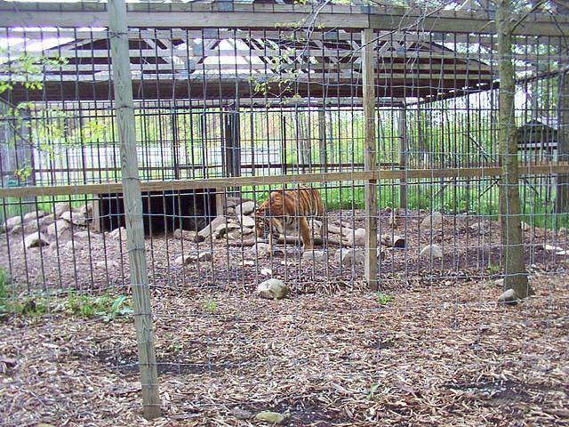 more frisky tiger stuff..  I got excellent video ;)