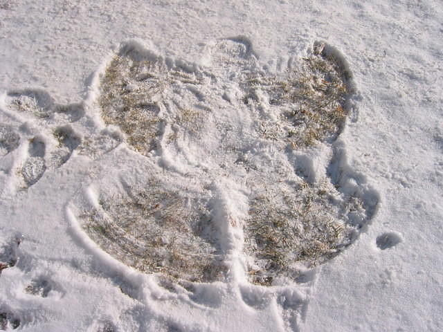Carrie's snow angel