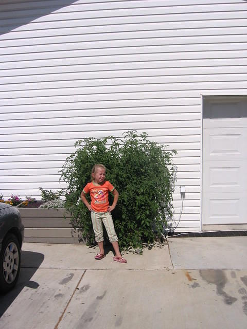 Carrie helping me show the size of the tomato plants.