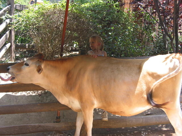 Carrie and a cow.