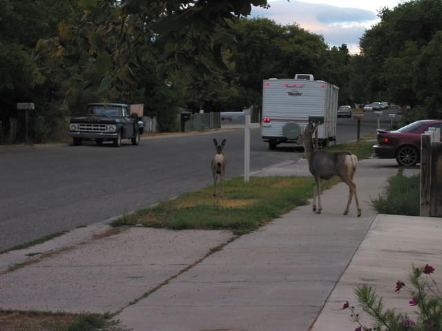 Deer in the morning.