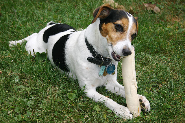 The Bradley's dog, Tinkerbell.