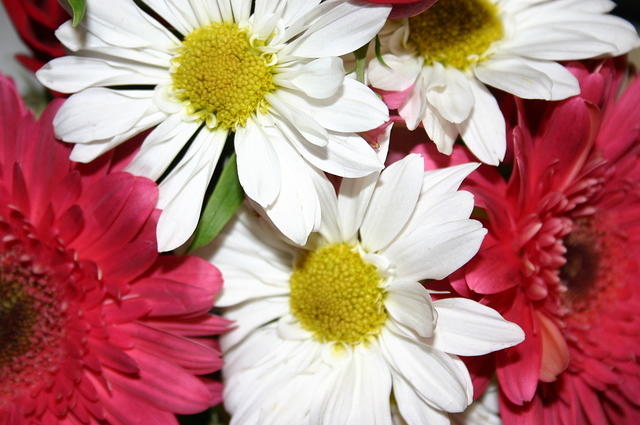 Mom's flowers