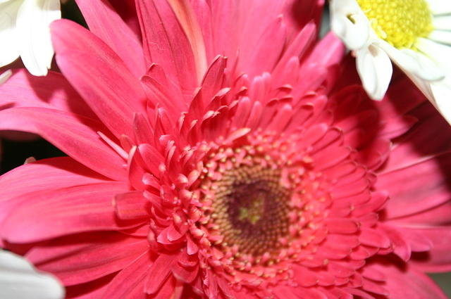 Mom's flowers