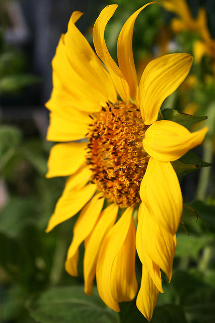 Miniature sunflower.