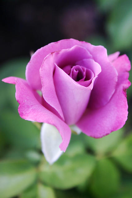 Angel face rose.