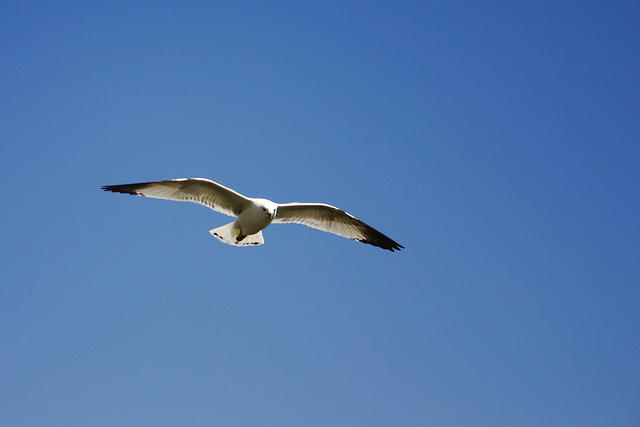 IMG_3996a