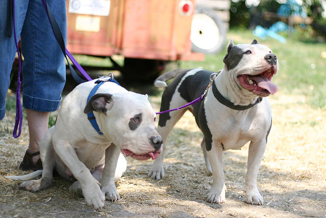 Clover and Shorty