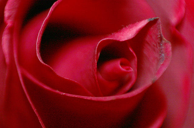 Rose!