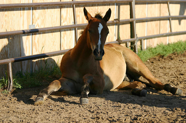 We visited Al's horses.