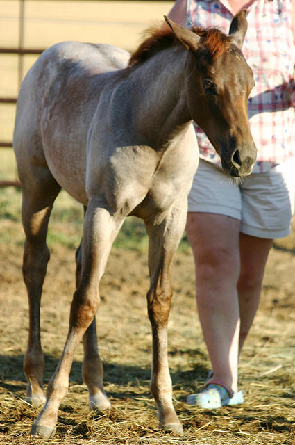 This is the colt that had troubles with its legs when first born.  It has also changed colors.