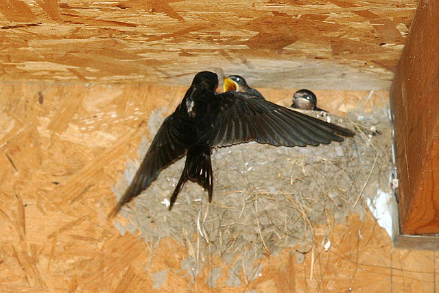 A bird feeding it's babies.