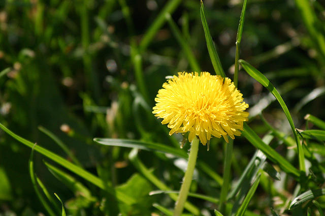 Obviously a dandelion.