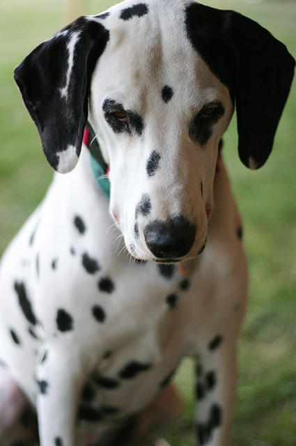 Dalmatian