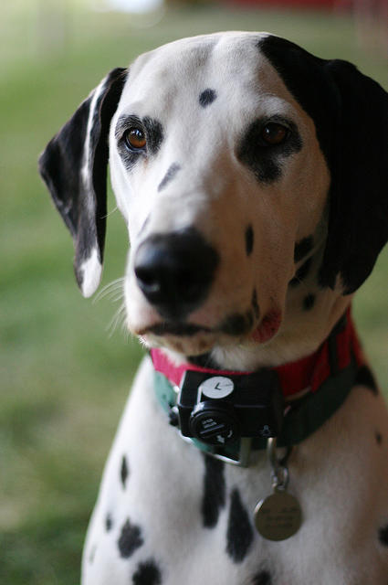 Dalmatian