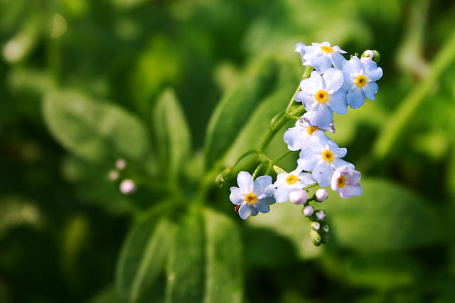 Wildflowers
