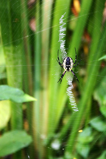 An icky spider.
