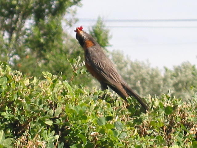 The mother bird, on top of the hedges, with food for the baby.