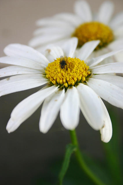 Daisies