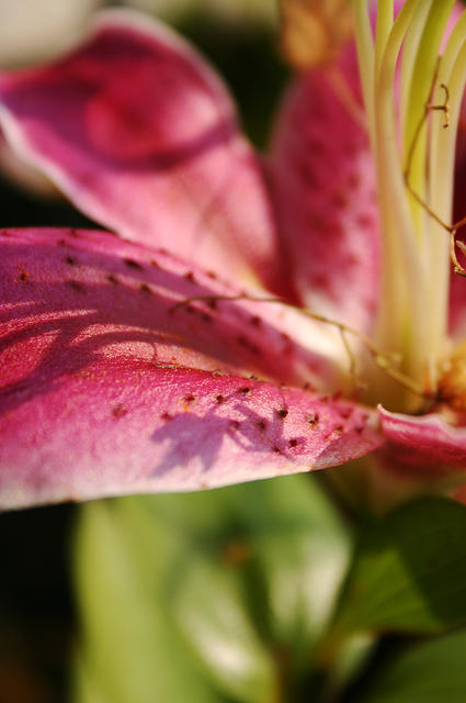 Stargazer Lily