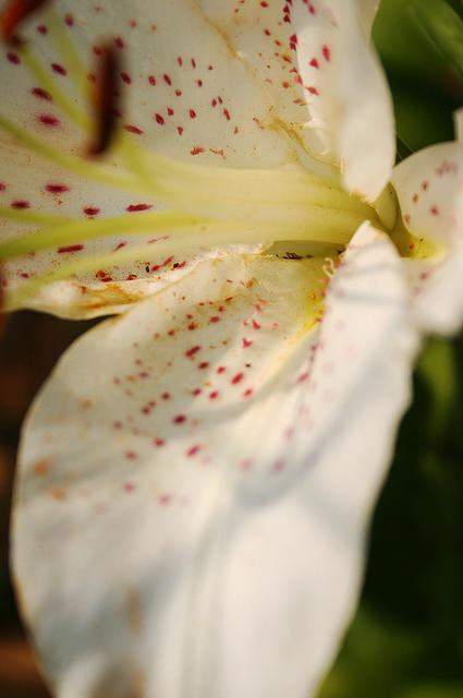 Lilies