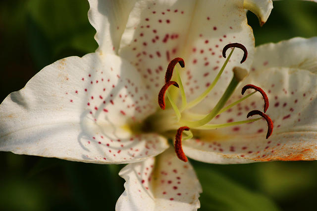 Lilies