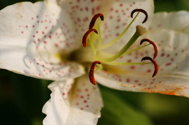 Lilies