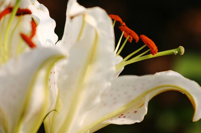 Lilies