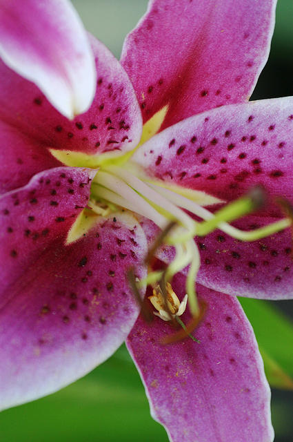 Stargazer Lily