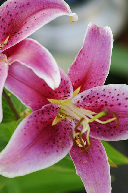 Stargazer Lily