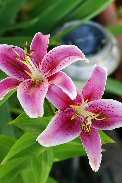 Stargazer Lilies