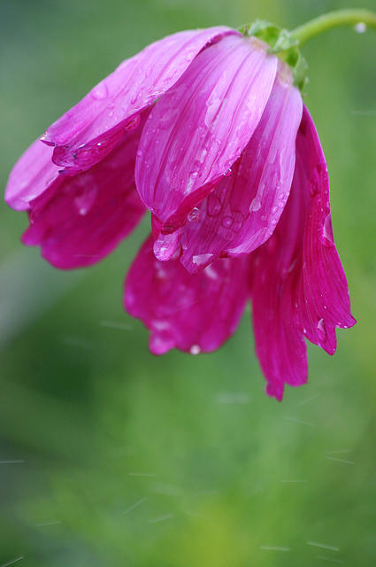 Cosmos