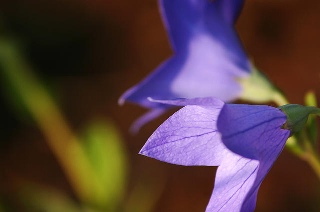 Balloon Flower or the other things.