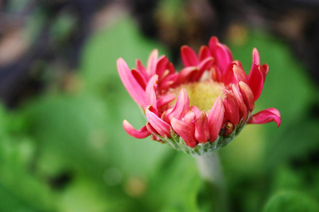 Gerbera (sp) Daisy