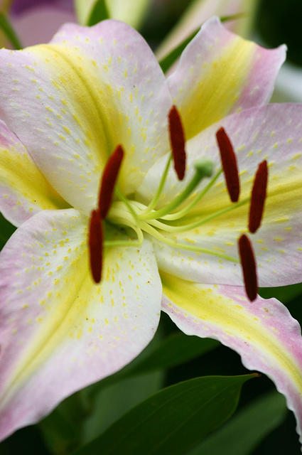 Lilies