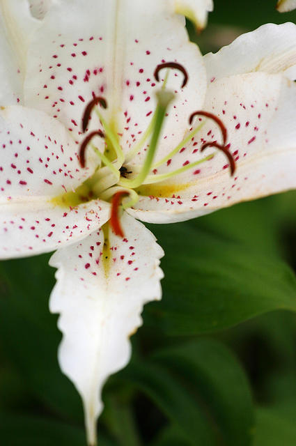 Lilies