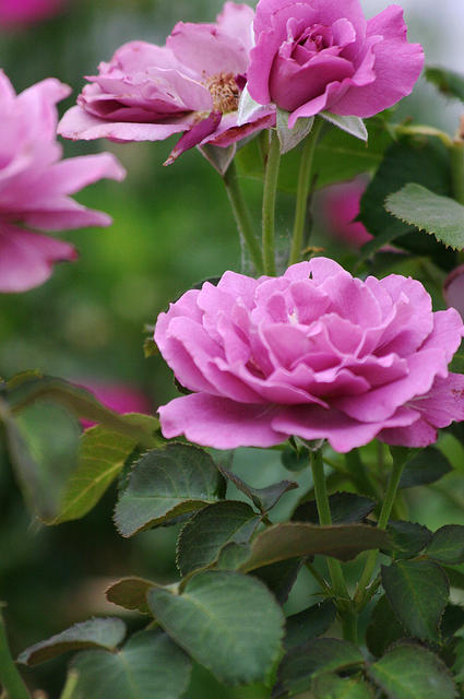 Angel face roses