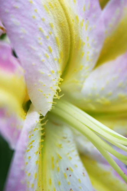 Lilies