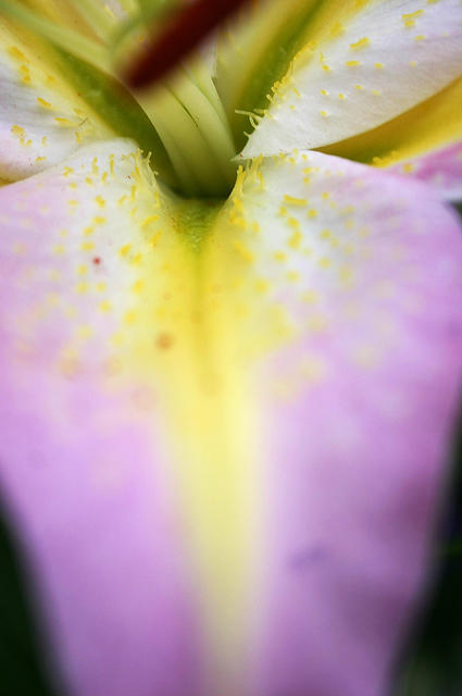 Lilies