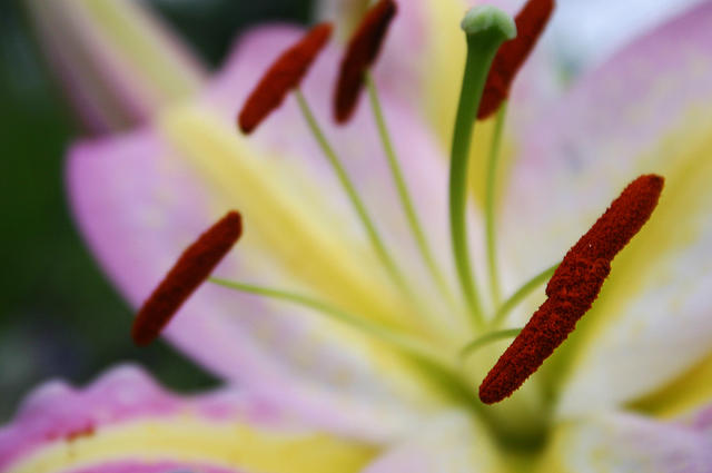Lilies