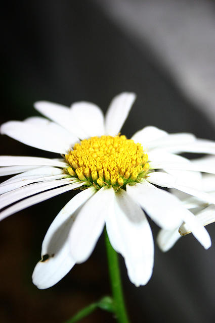 Daisies