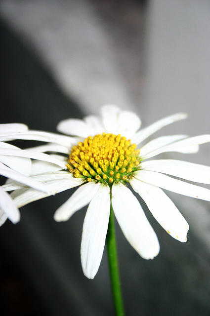 Daisies