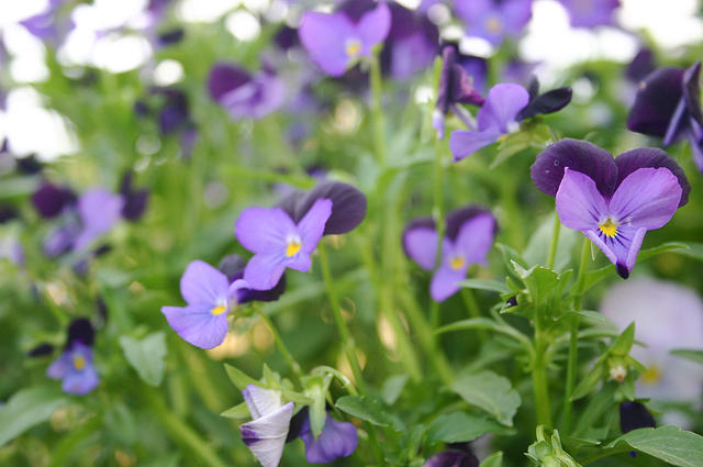 Violas
