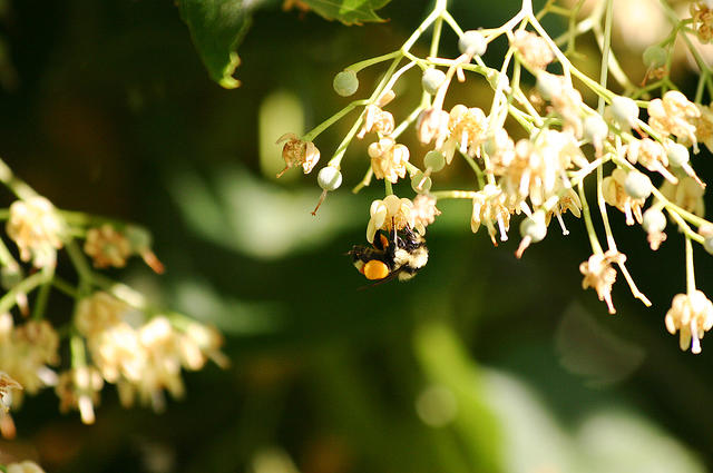More playing with my lens.. a bee. duh.