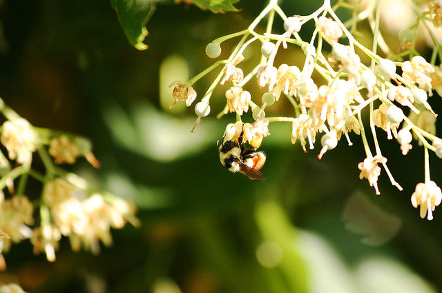 Bees. Ick.