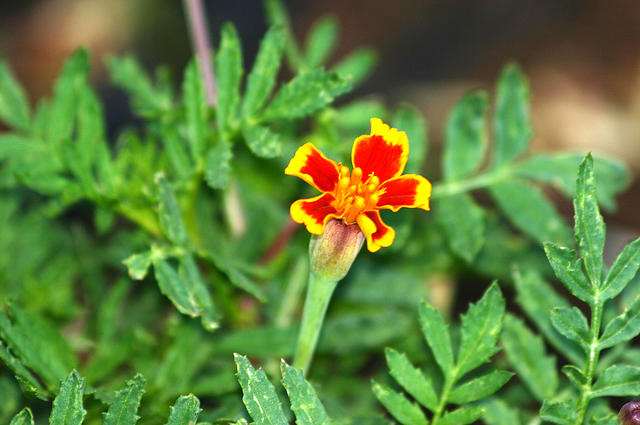 I don't like marigolds. :P