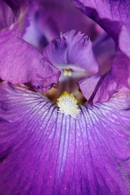 Purple Iris