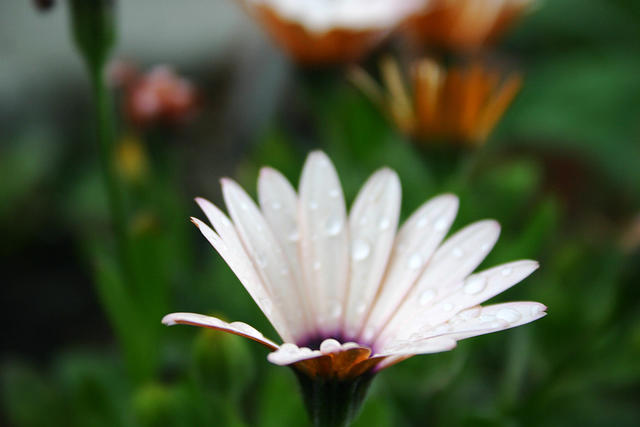 Peach Symphony Osteospermum Daisy